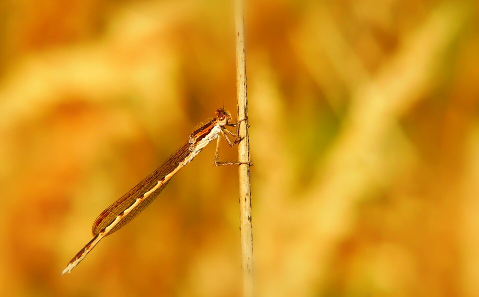 Insect animals nature