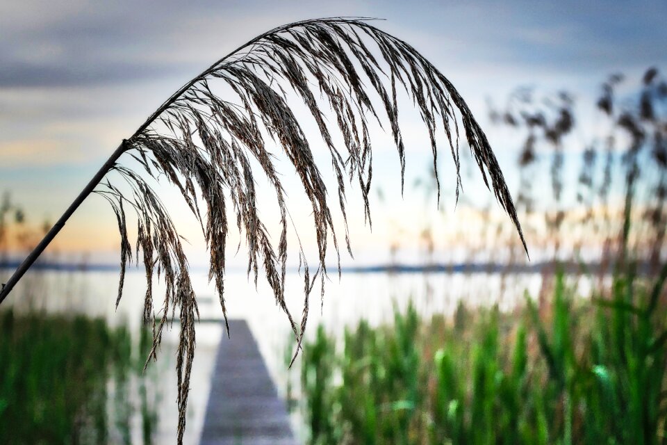 Grasses plant landscape