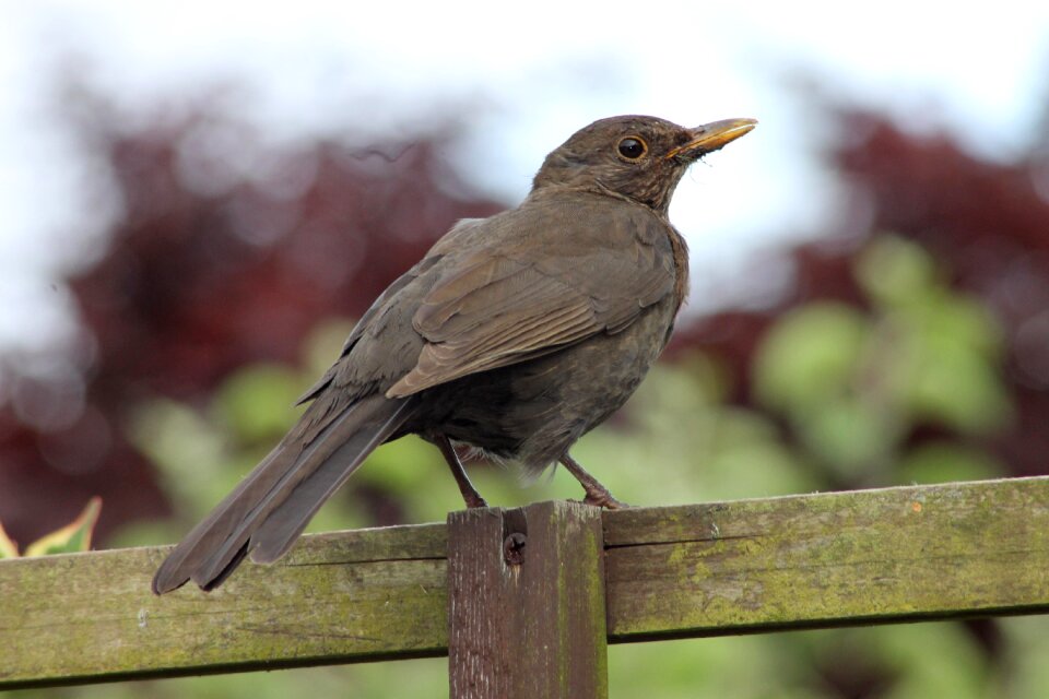 Garden songbird wildbird
