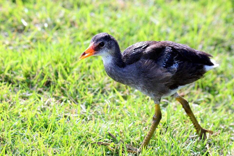 Nature bird feathered race