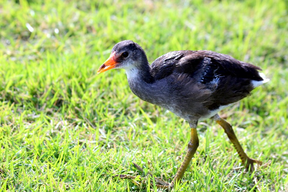 Nature bird feathered race photo