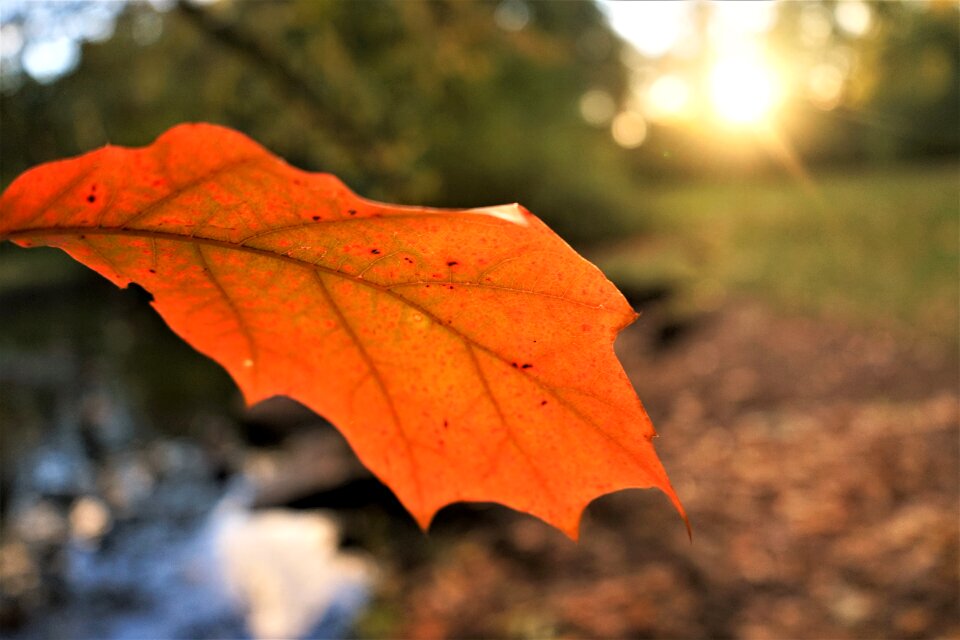 Lake sunlight leaf