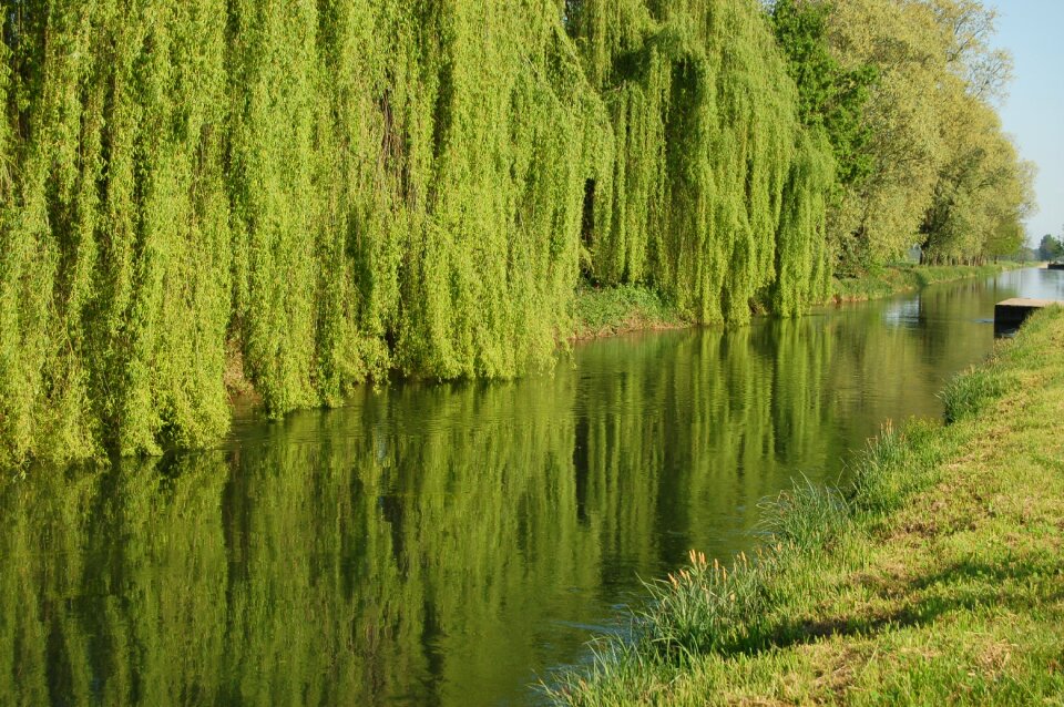Landscape outdoors salix babylonica