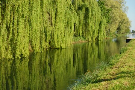 Landscape outdoors salix babylonica