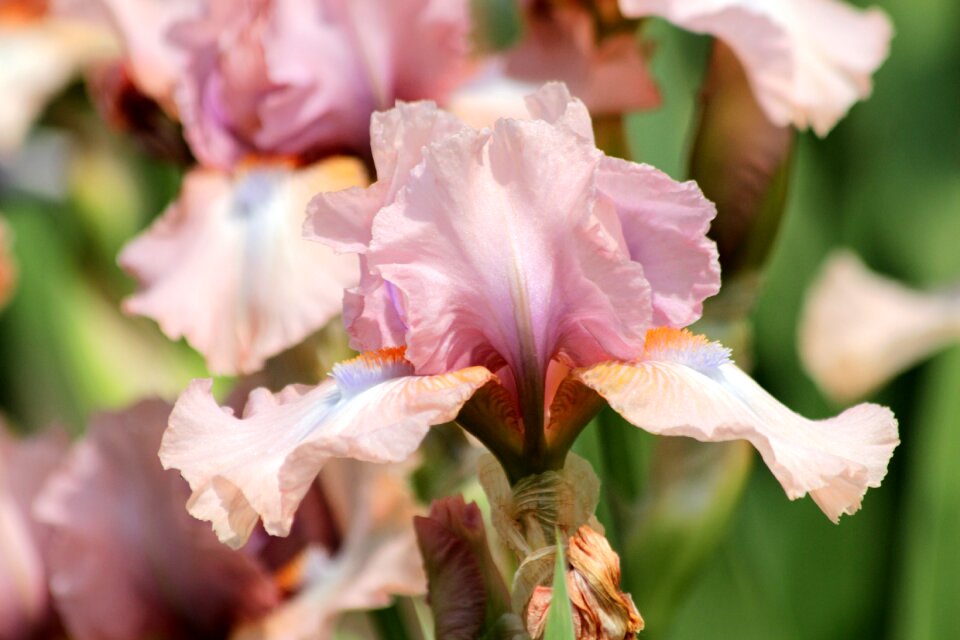 Handsomely garden flowers garden
