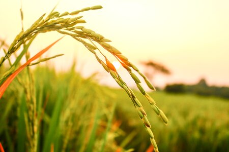 Harvesting wheat organic photo