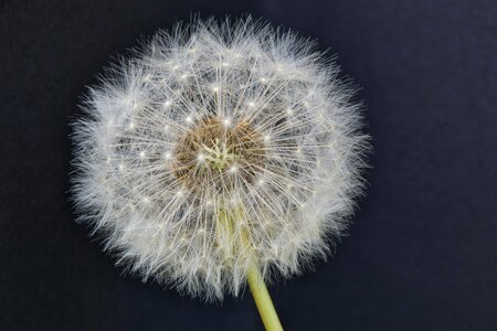 Macro nature flower
