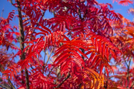 Color bright october