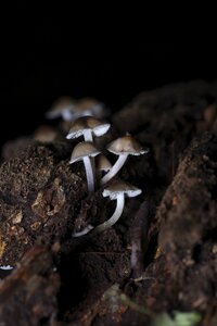 Woods outdoors mushrooms