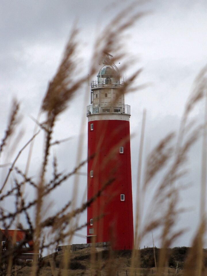 Grasses out of focus north sea
