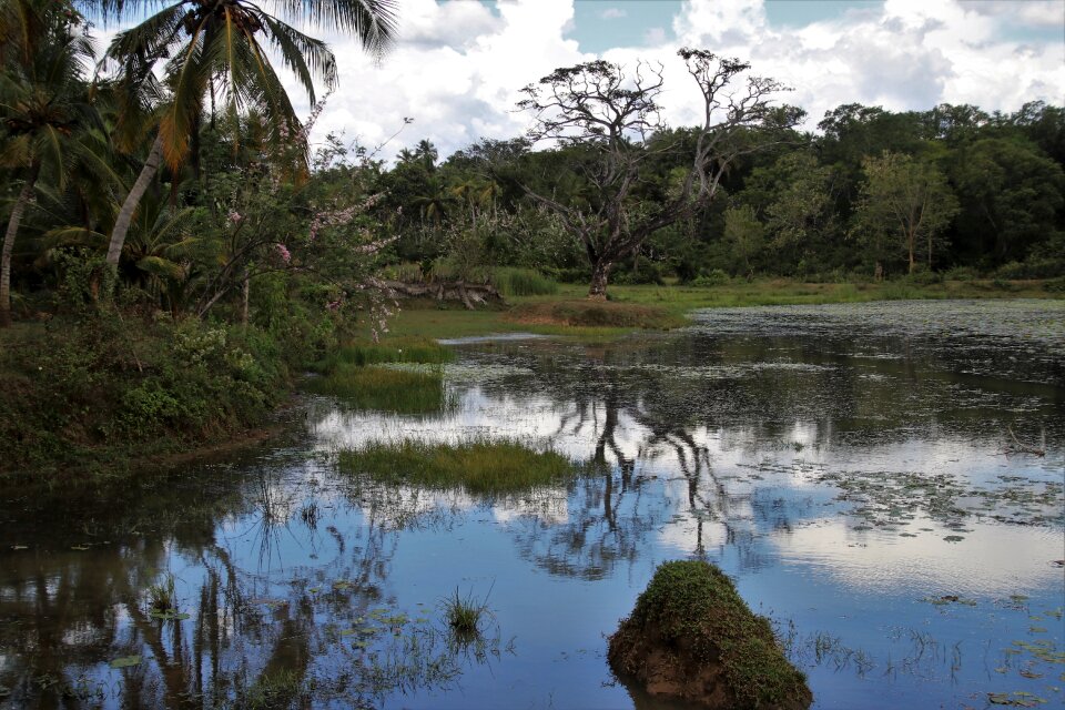 Nature tropical sri lanka