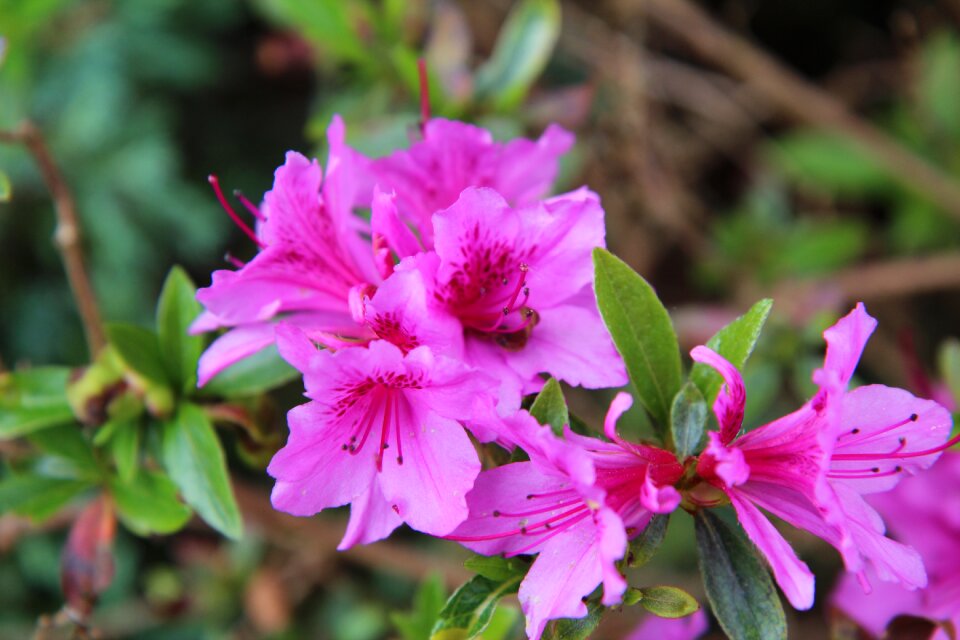 Pink flowers azalea outside color pink