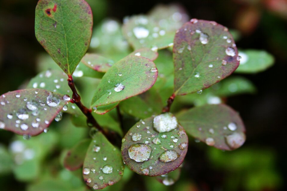 Close-up foliage nature