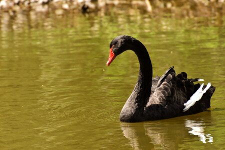 Elegant lake animal photo