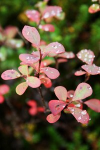 A drop of water close-up foliage photo