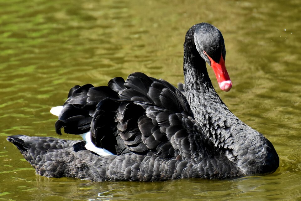 Elegant lake animal