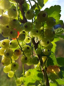 Immature berries fruit