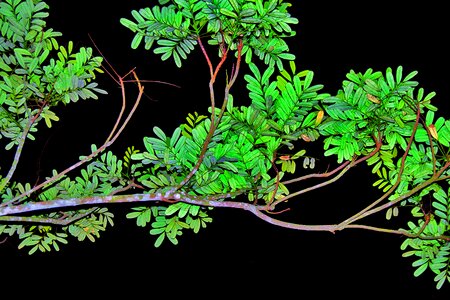Tree branch leaves