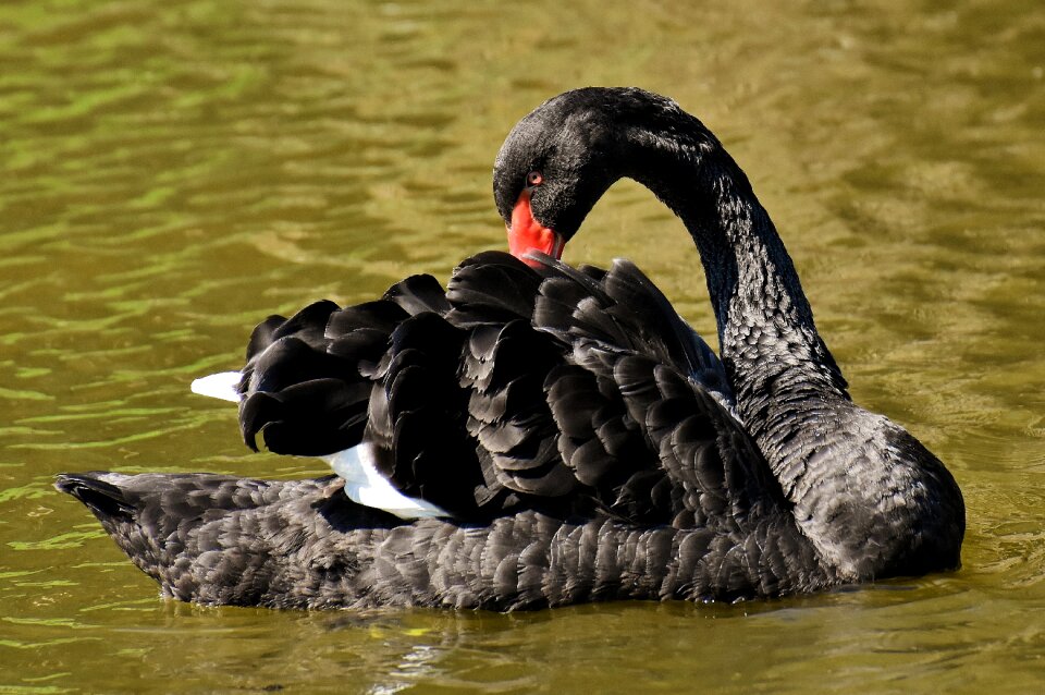 Elegant lake animal