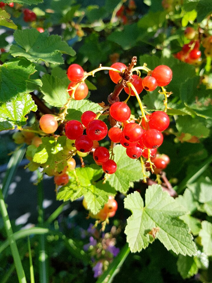 Ripe berries fruit