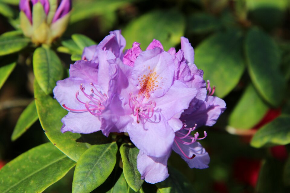 Pink flowers azalea outside violet colour