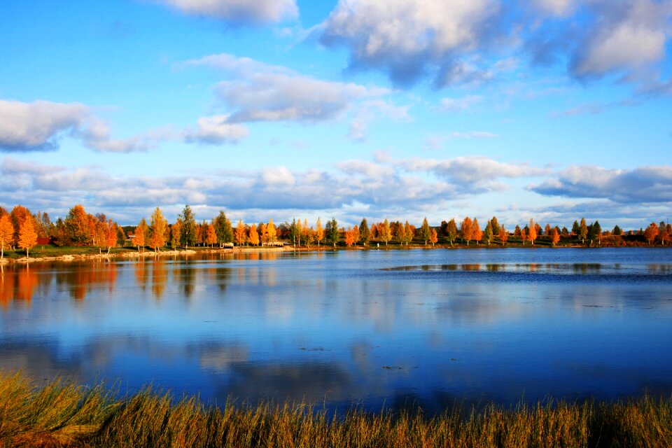 Pond autumn birch trees