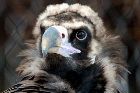 Predator bird feathered race