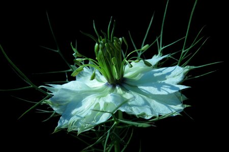 Flower close up nigella photo