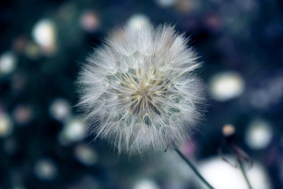 Dandelion plant blur