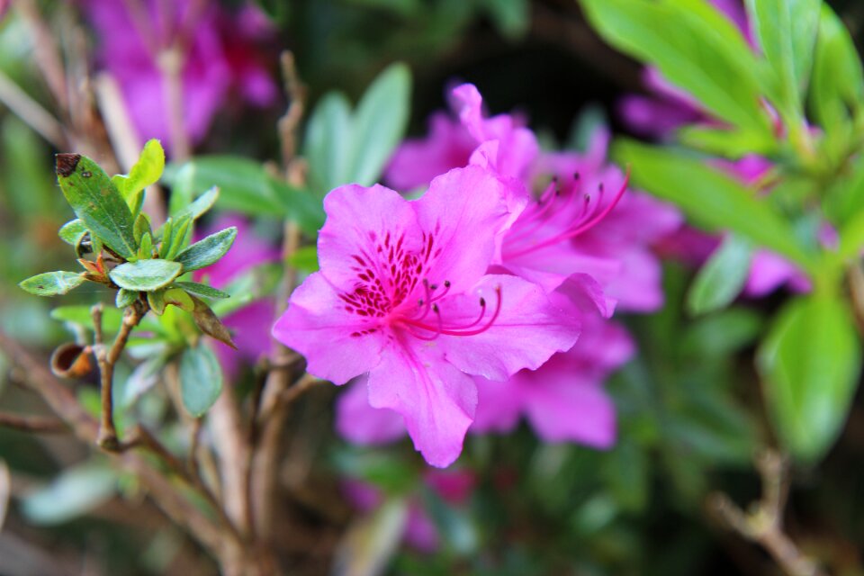 Pink flowers azalea outside color pink