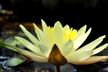 Yellow plant spring photo