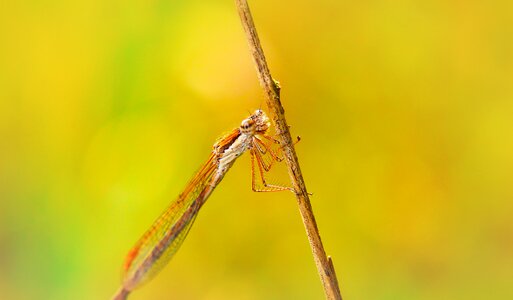 Insect animals nature