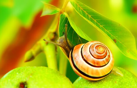 Fruit garden animals