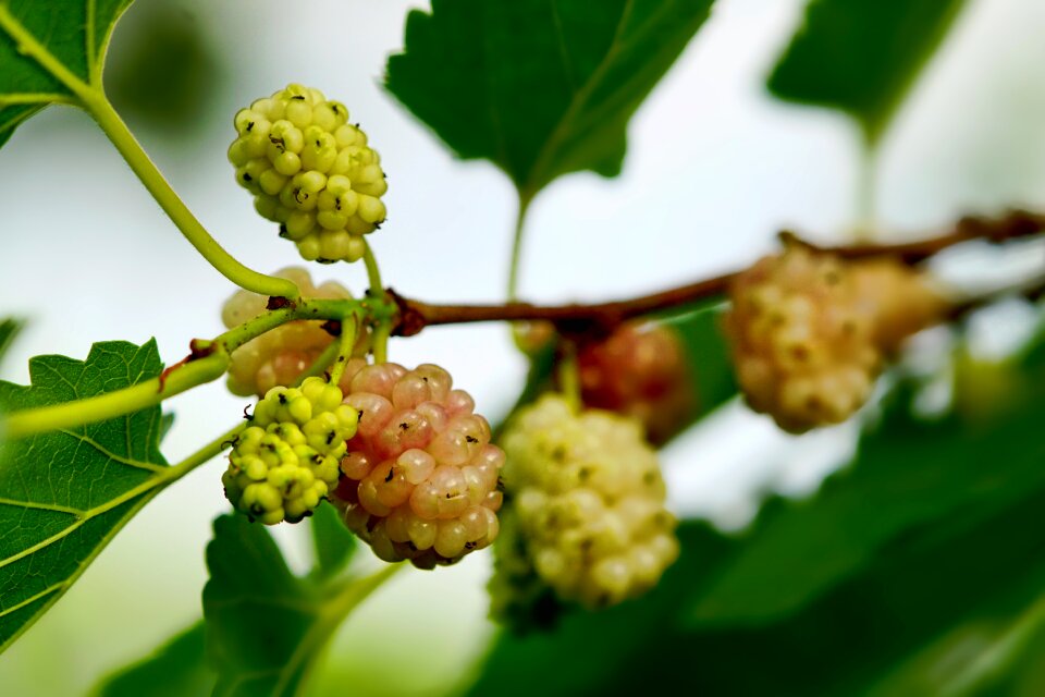 Berries mulberries white mulberries
