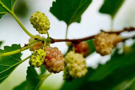 Berries mulberries white mulberries