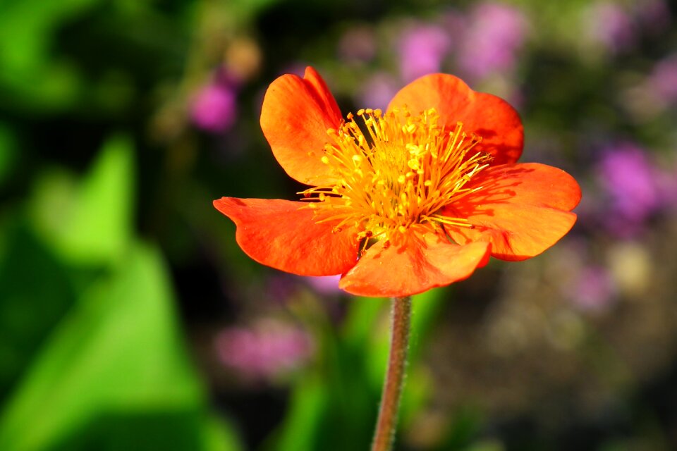 Garden nature spring
