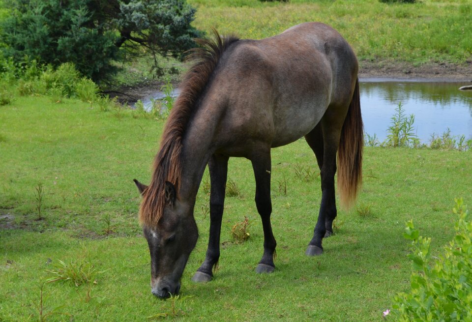 Outdoors usa grazing