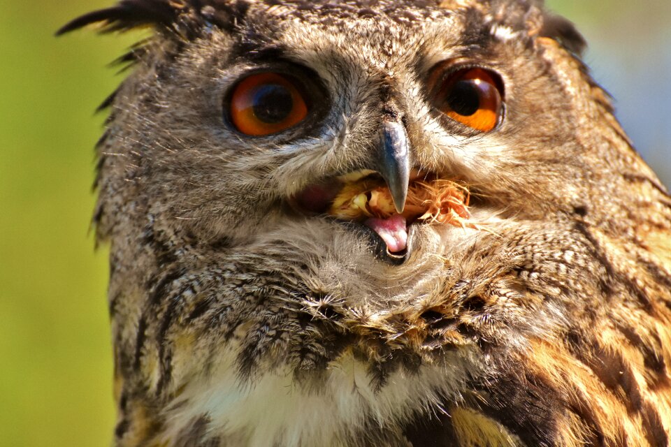 Eagle owl animals wild bird