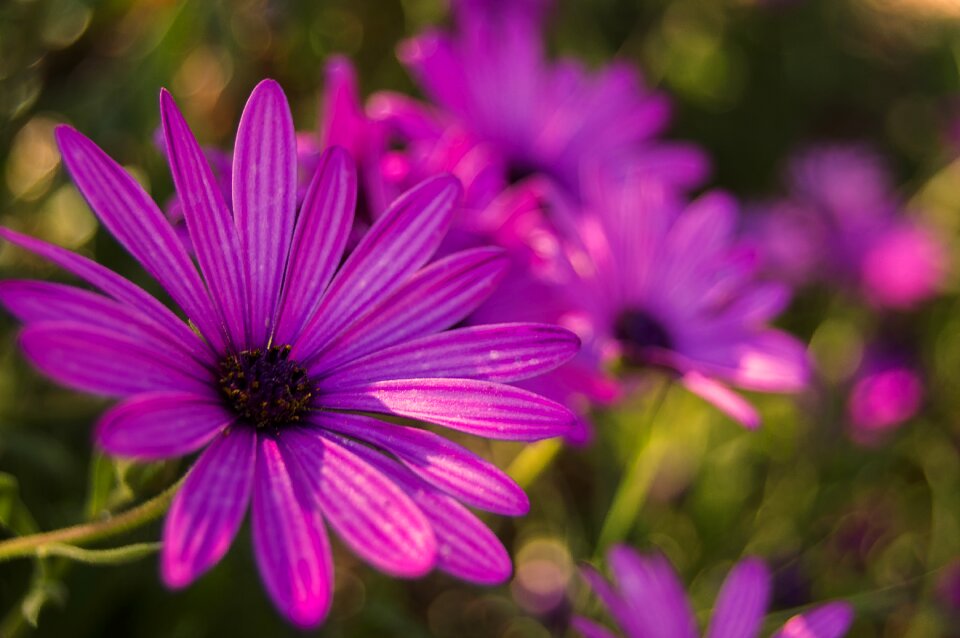 Purple daisy petals flowering