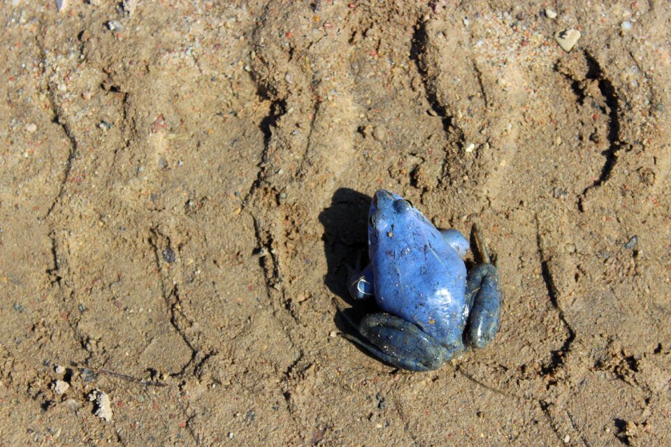 Soil grunge the frog