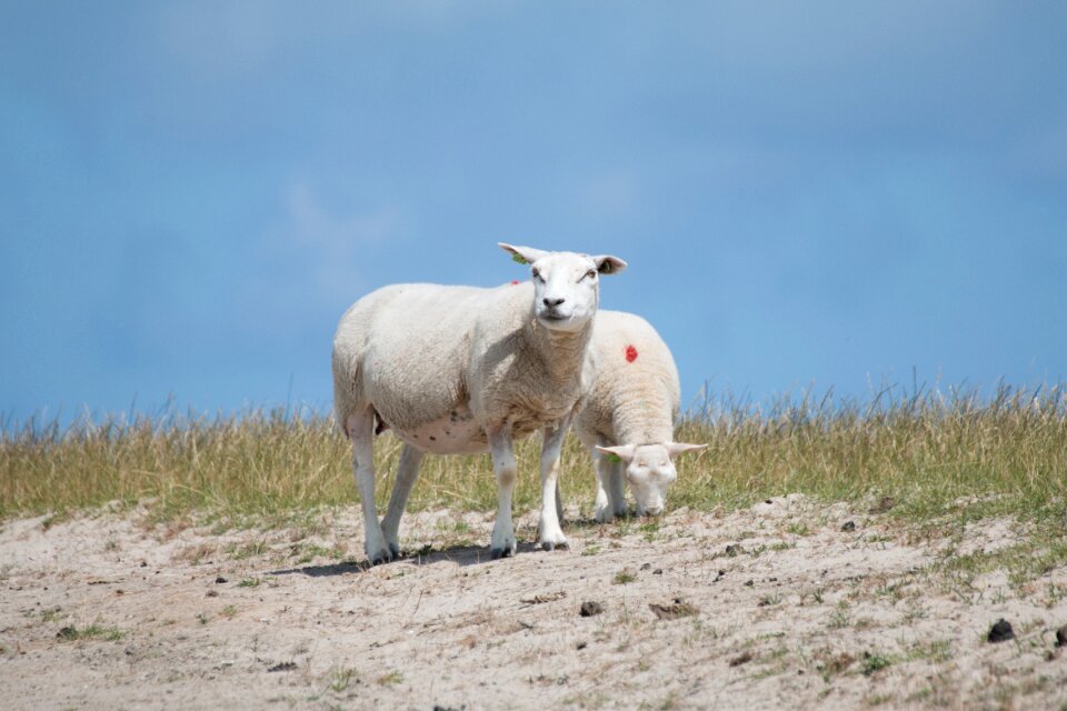 Animals agriculture pasture
