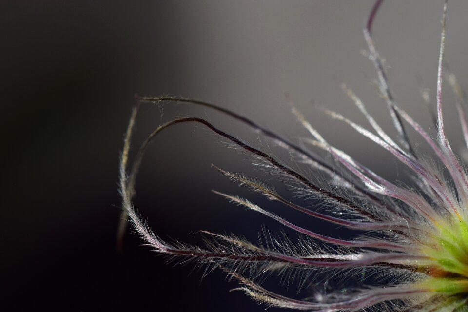 Plant filigree tender