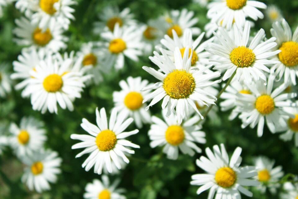 Field yellow white