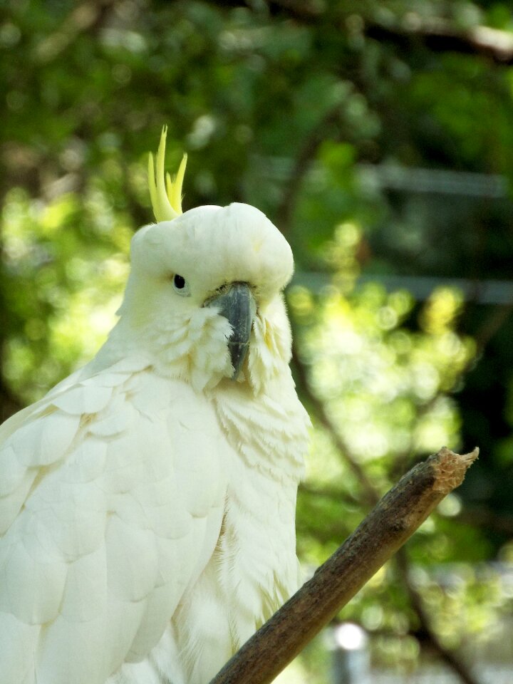 Nature parrot animals