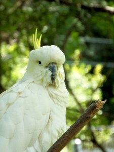 Nature parrot animals
