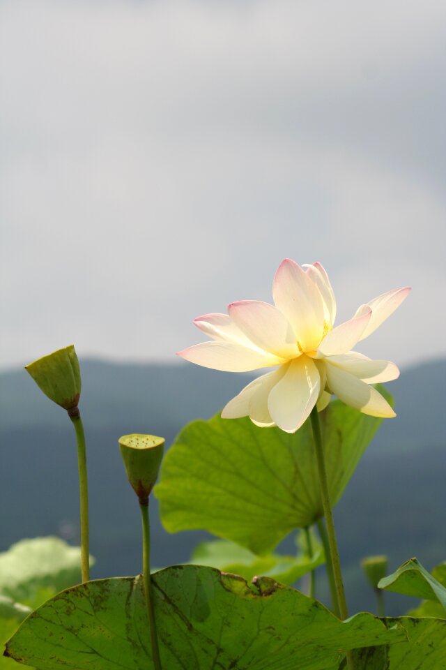 Water plant lotus root