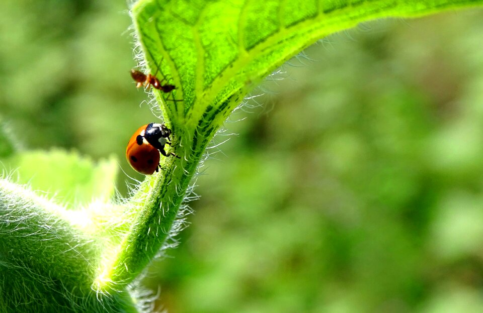 Macro insect nature