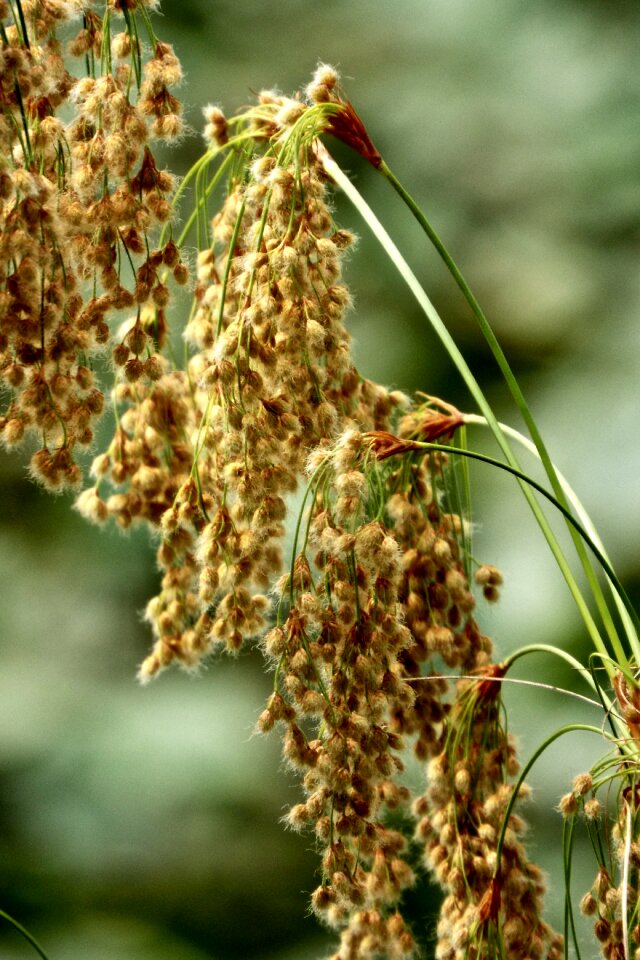 Plant summer meadow