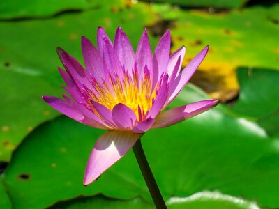 Flowering green cool