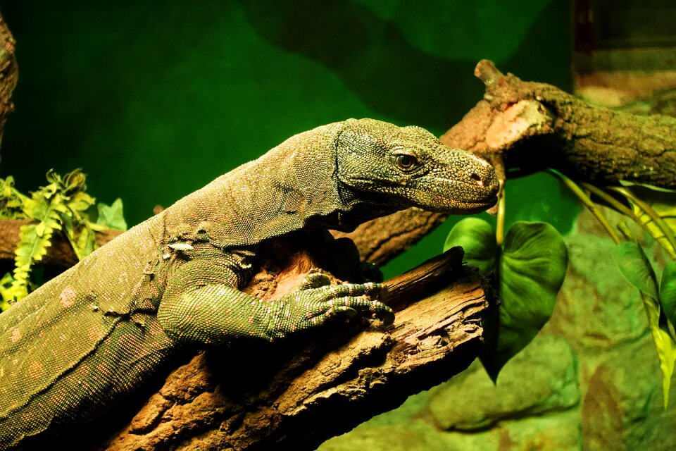 Reptile wild exotic